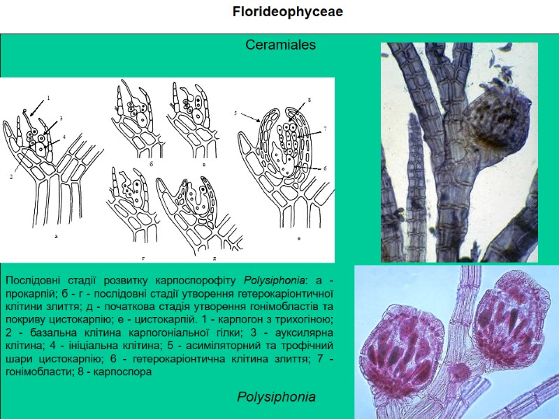 Ceramiales Florideophyceae Послідовні стадії розвитку карпоспорофіту Polysiphonia: а - прокарпій; б - г -